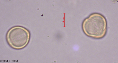 ISEM 1/Loeflingia_hispanica_28885/Loeflingia_hispanica_28885_0001(copy)_thumb.jpg